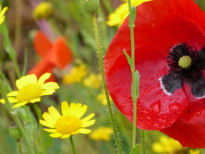 Picture of flowers at Temple Newsam taken by a service user.