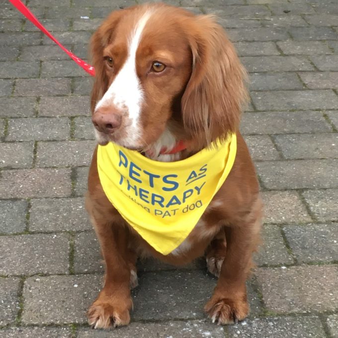 Lucy the therapy dog