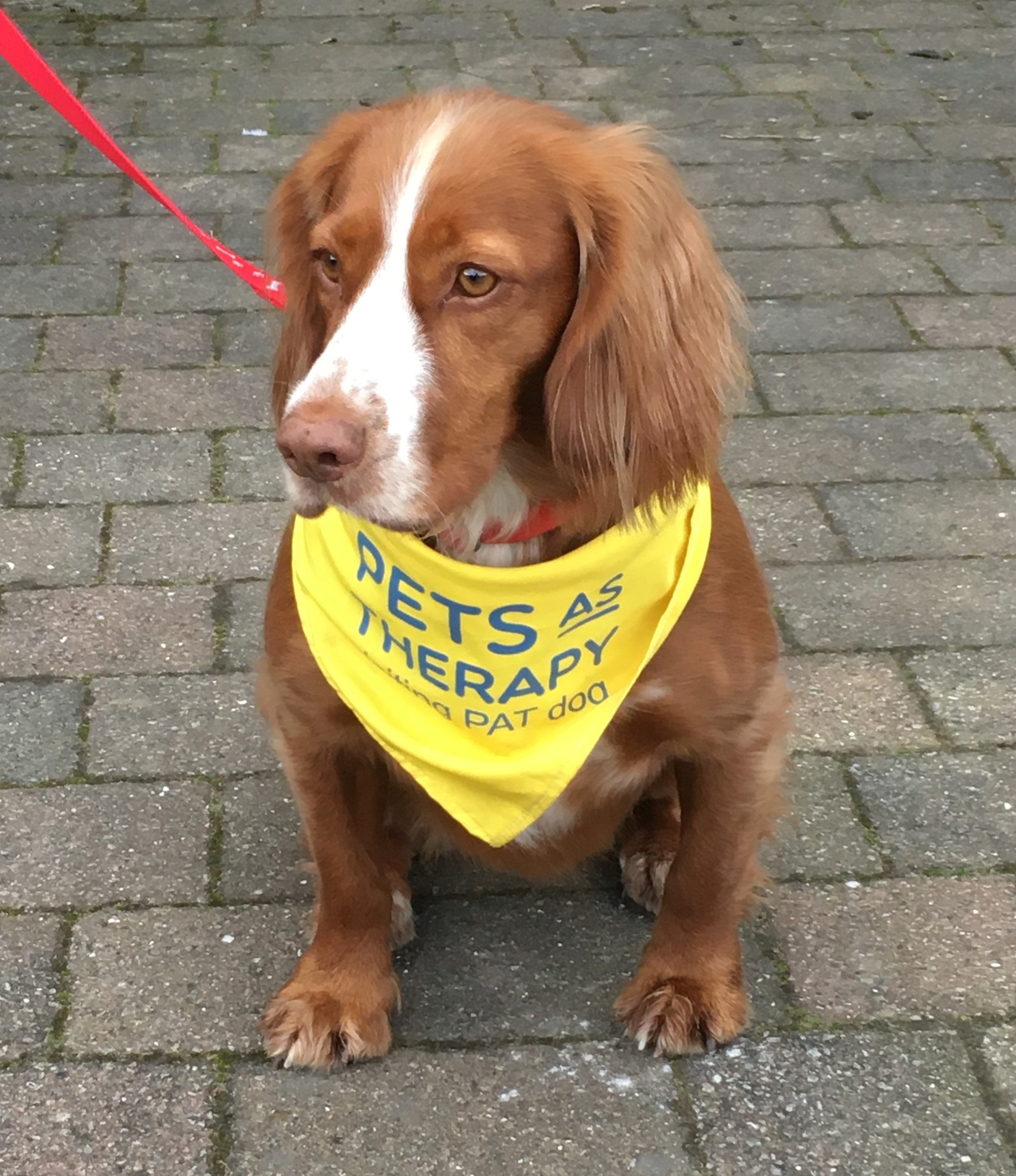 Lucy the therapy dog